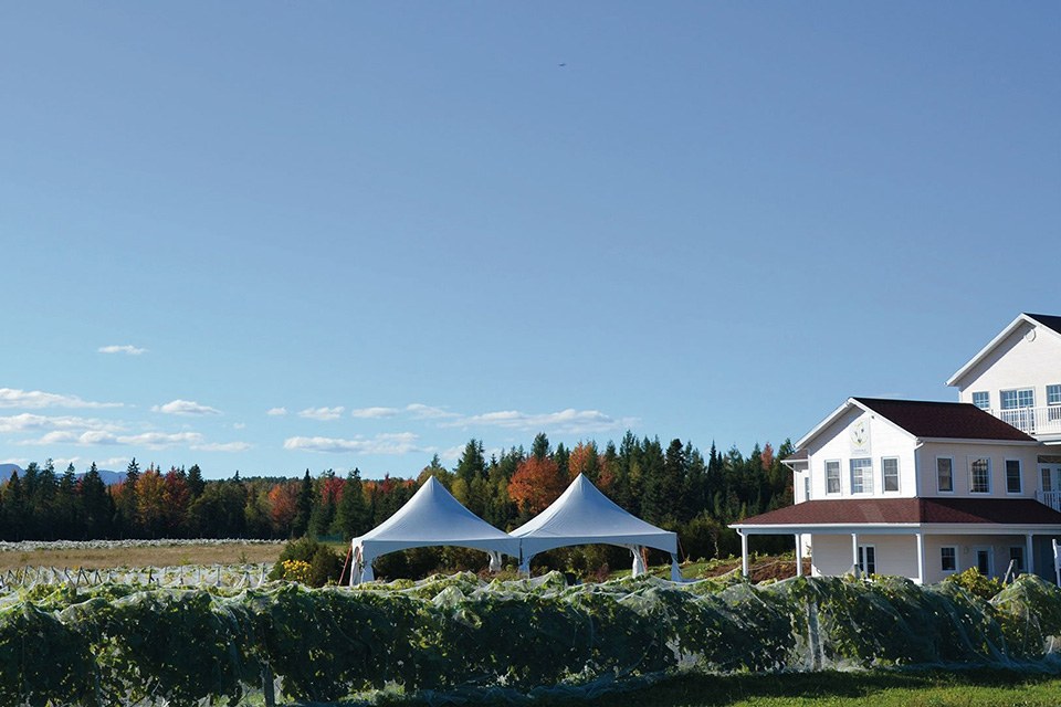 Chemin de la Rivière vineyard