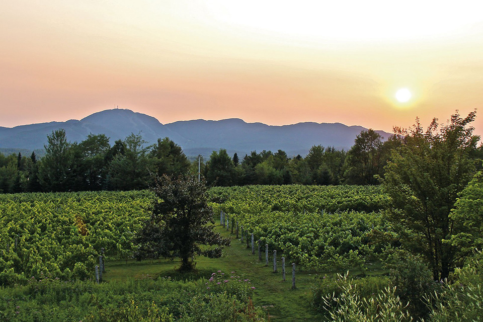 Au Vignoble d’Orford