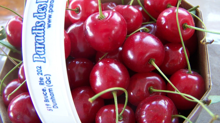 cerises griottes