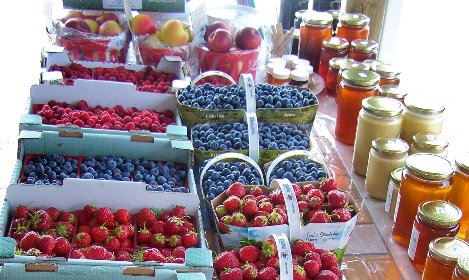 Cinq sorties fruitées dans les Cantons-de-l’Est