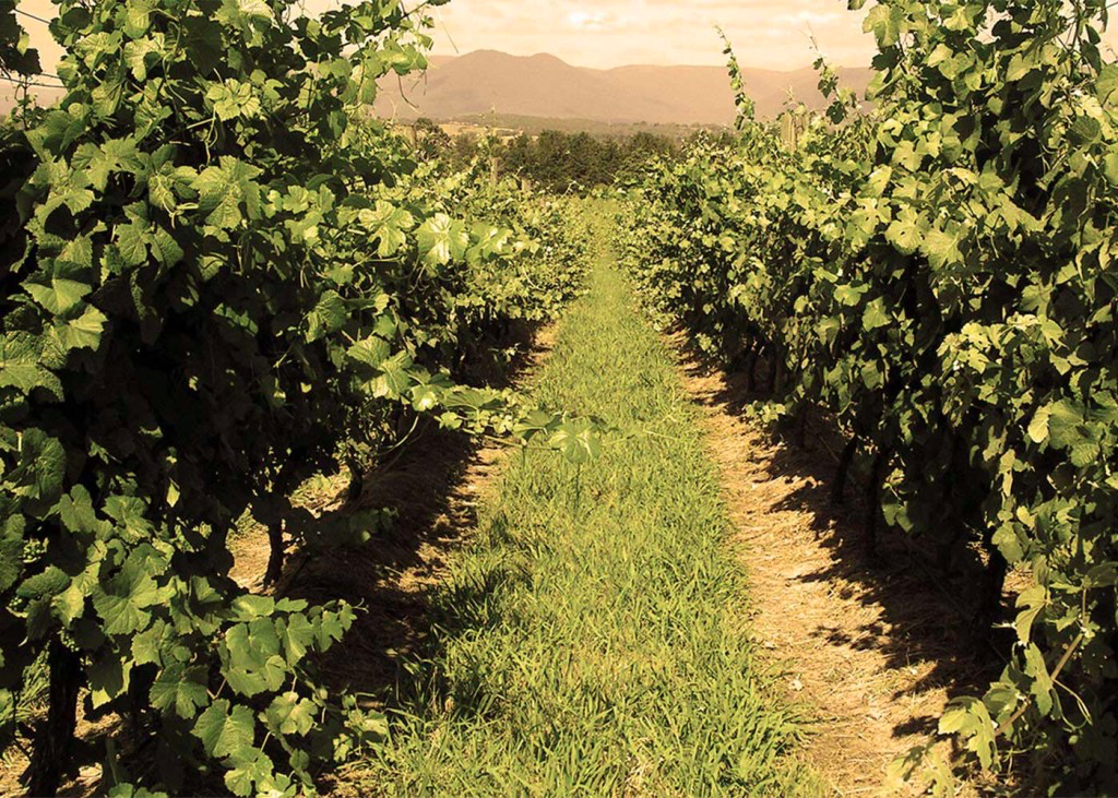 vignoble Cep d'Argent